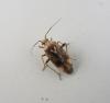 Lygus sp.